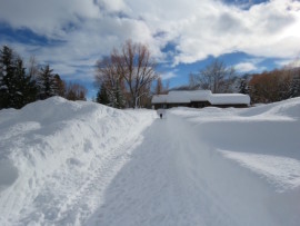 Snowy path to the barn