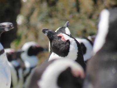 African Penguin