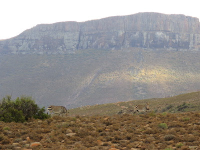 Zebra in the Karoo