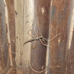 stick bug small