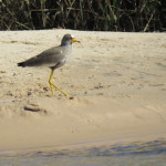 African wattled lapwing small