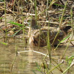 Burchell's sandgrouse small