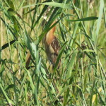 Little bittern small