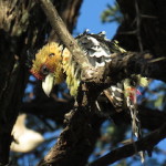 Crested barbet