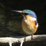 Malachite kingfisher