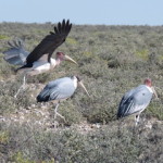 marabou small