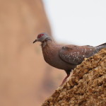 speckled pigeon small