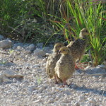 spurwing chicks small