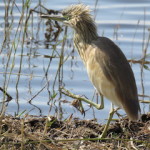 squacco heron small