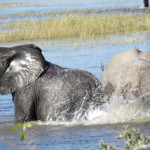 water ellies small