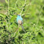 waxbill small