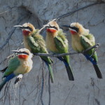 white fronted bee eater small