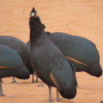 crested fowl small