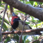 barbet small