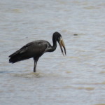 openbill small