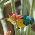 sunbird small