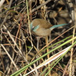 waxbill small