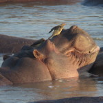 1 hippo small