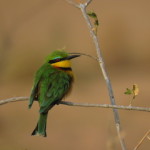 beeeater small