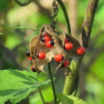 black eyed seed small