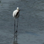 egret small