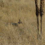 jackal giraffe small