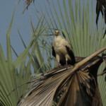 palmnut vulture 1 small