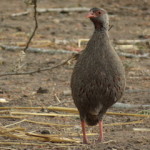 spurfowl small