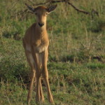 baby hardtbeest small