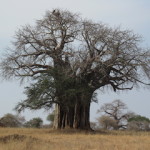 baobab