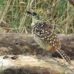 barbet small