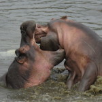 hippo joust small