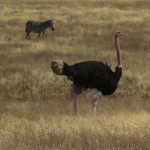 kili ostrich small