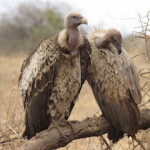 ruppells vulture small