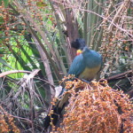 African Great Blue Turaco small