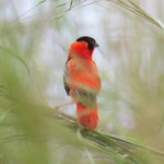 Northern Redbishop small