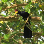 Ross's Turaco 2 small