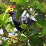 Ross's Turaco small