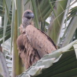 Rupples vulture small