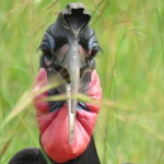 ab hornbill 1 small