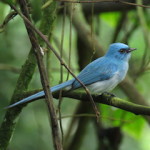 african blue flycatcher small