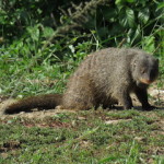 banded small