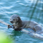 otter small