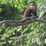 red colobus small