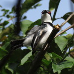 scarlet spectacled wattle-eye small