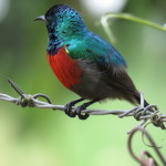 shellys sunbird small