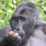 silverback 1 small