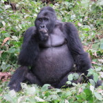 silverback 2 small