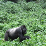 silverback 3 small