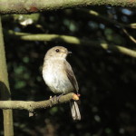 swamp flycatcher small